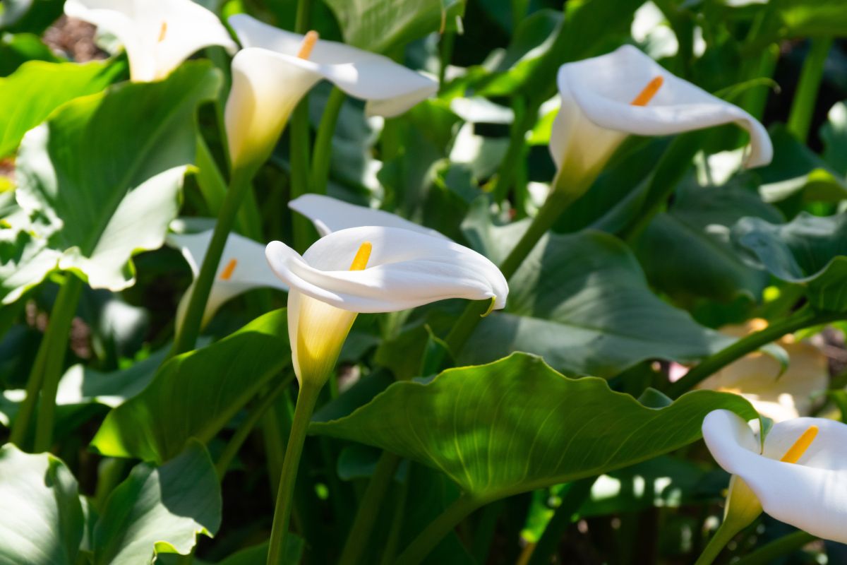 coltivare la calla in giardino