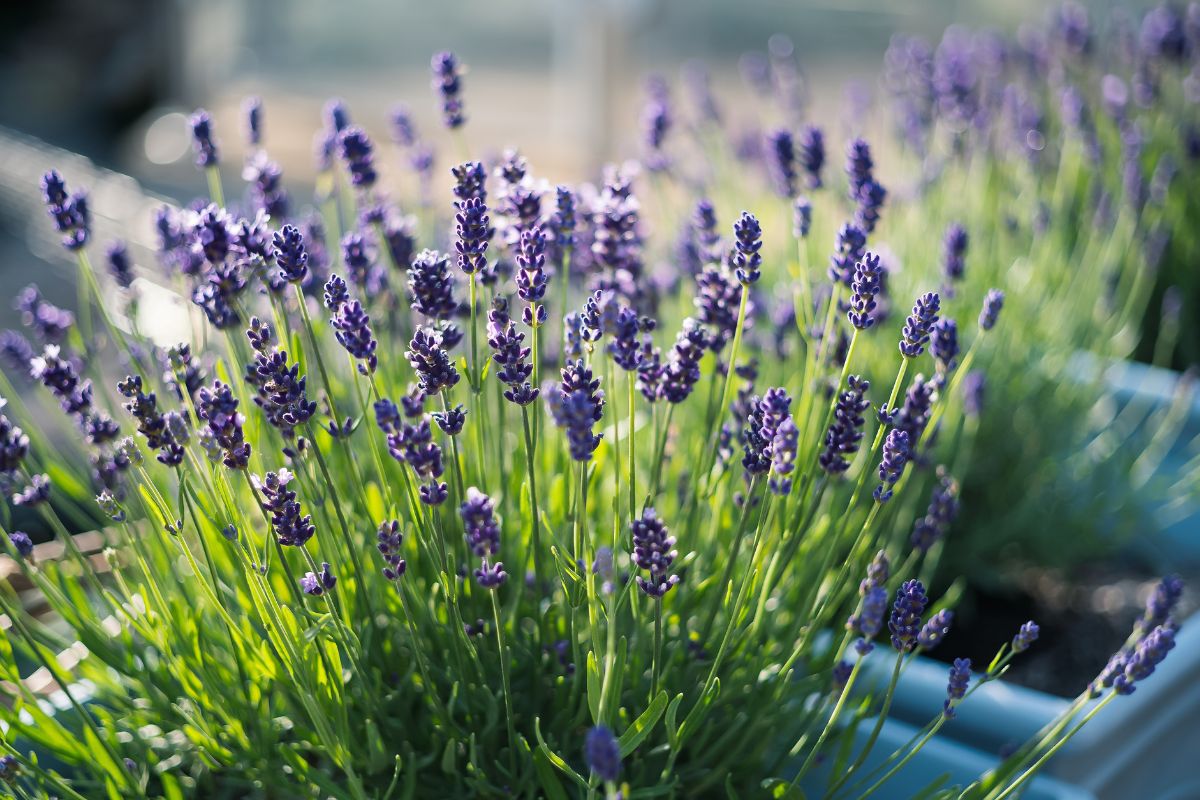lavanda sempre fiorita