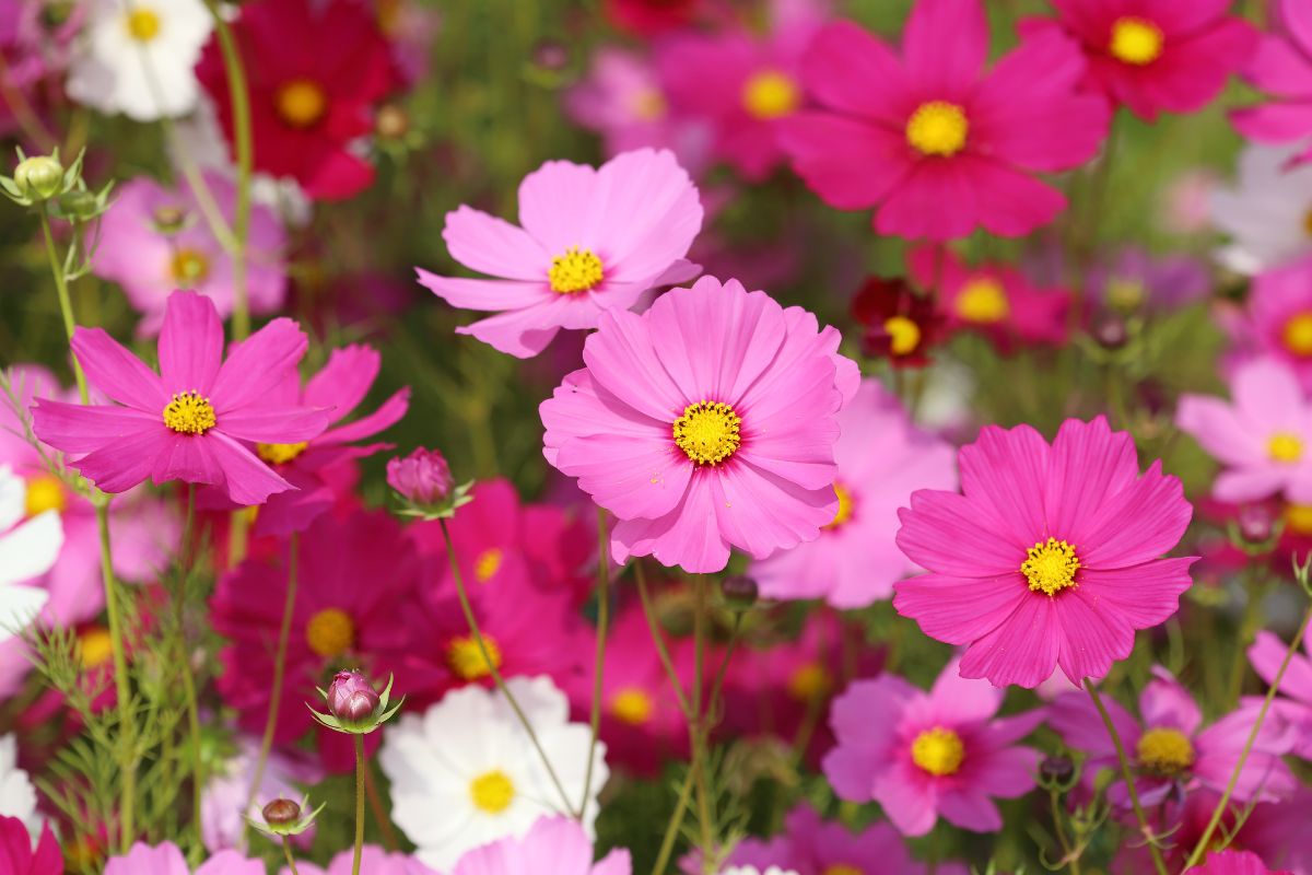 fiori per l'estate