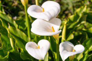 come coltivare la calla