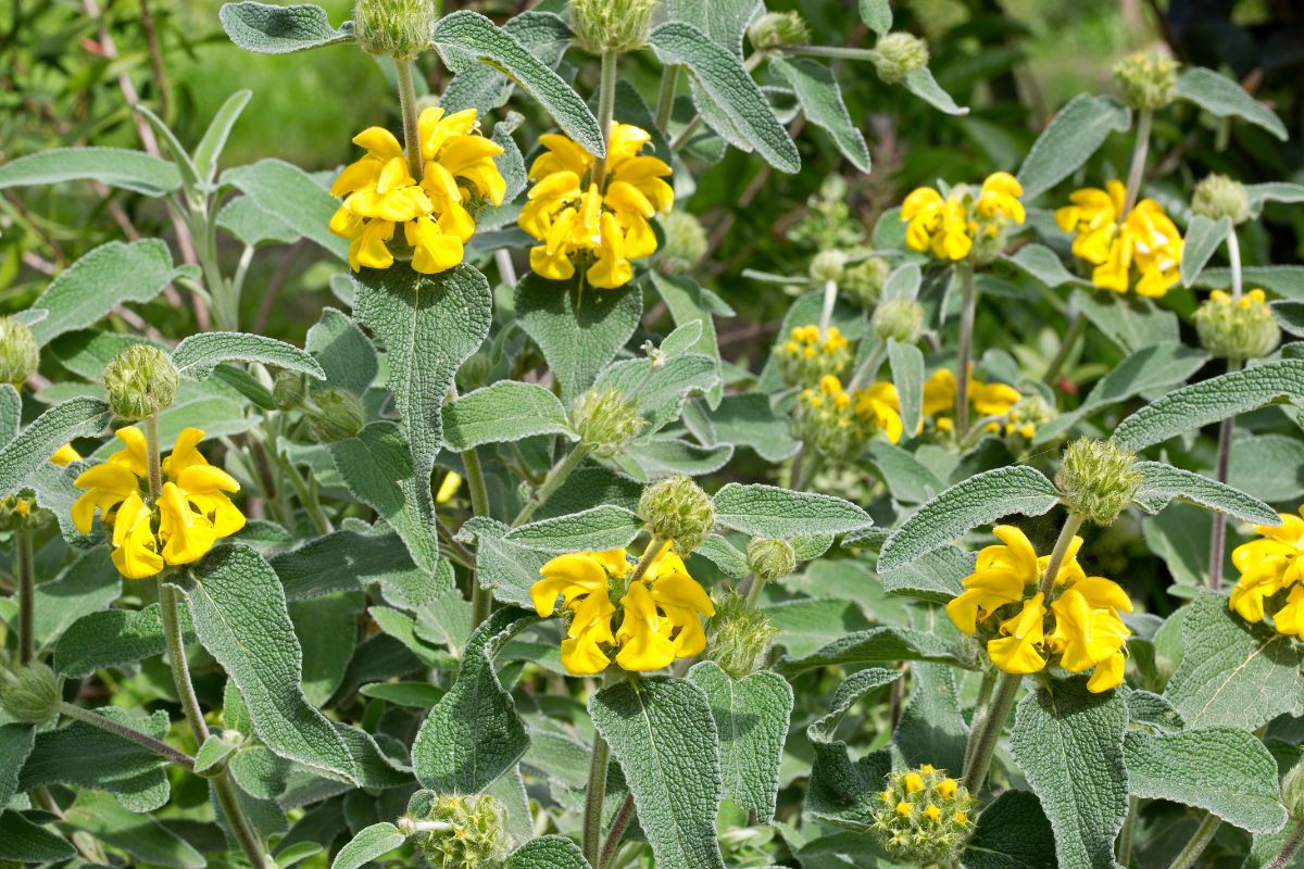 piante da fiore che consumano poca acqua