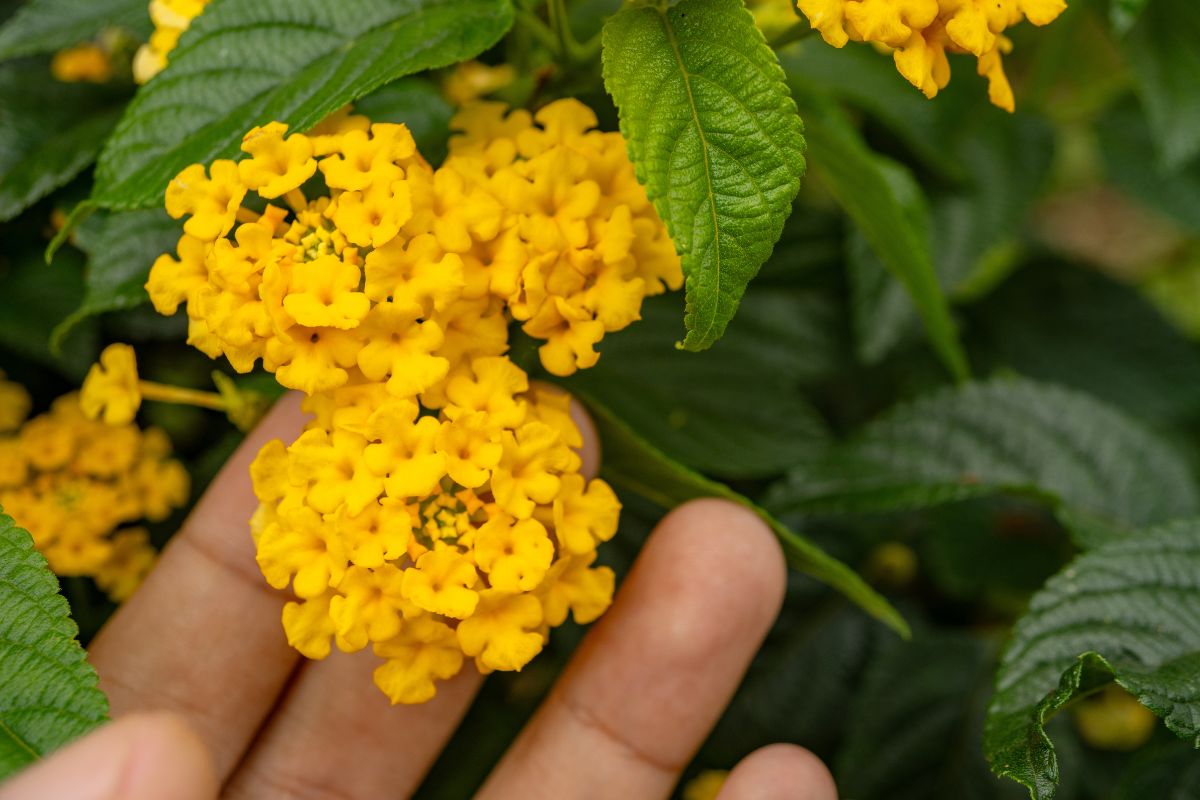 fiori estivi