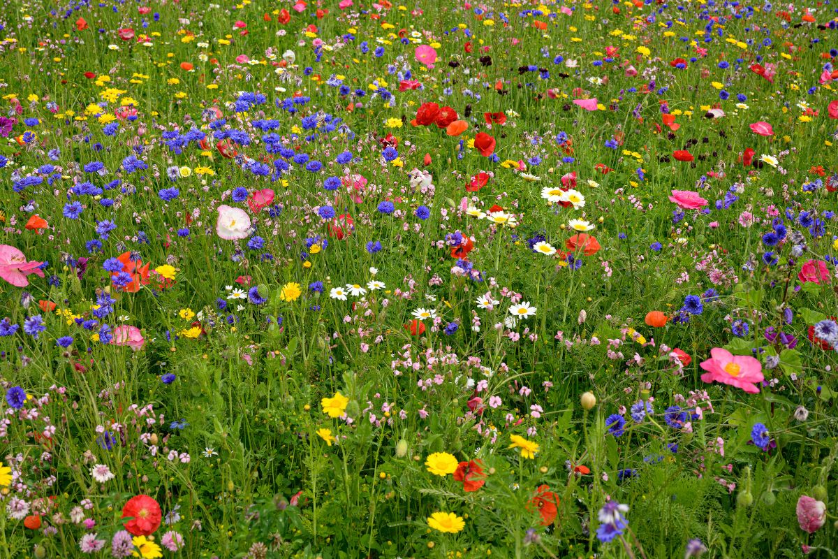 prato pieno di fiori