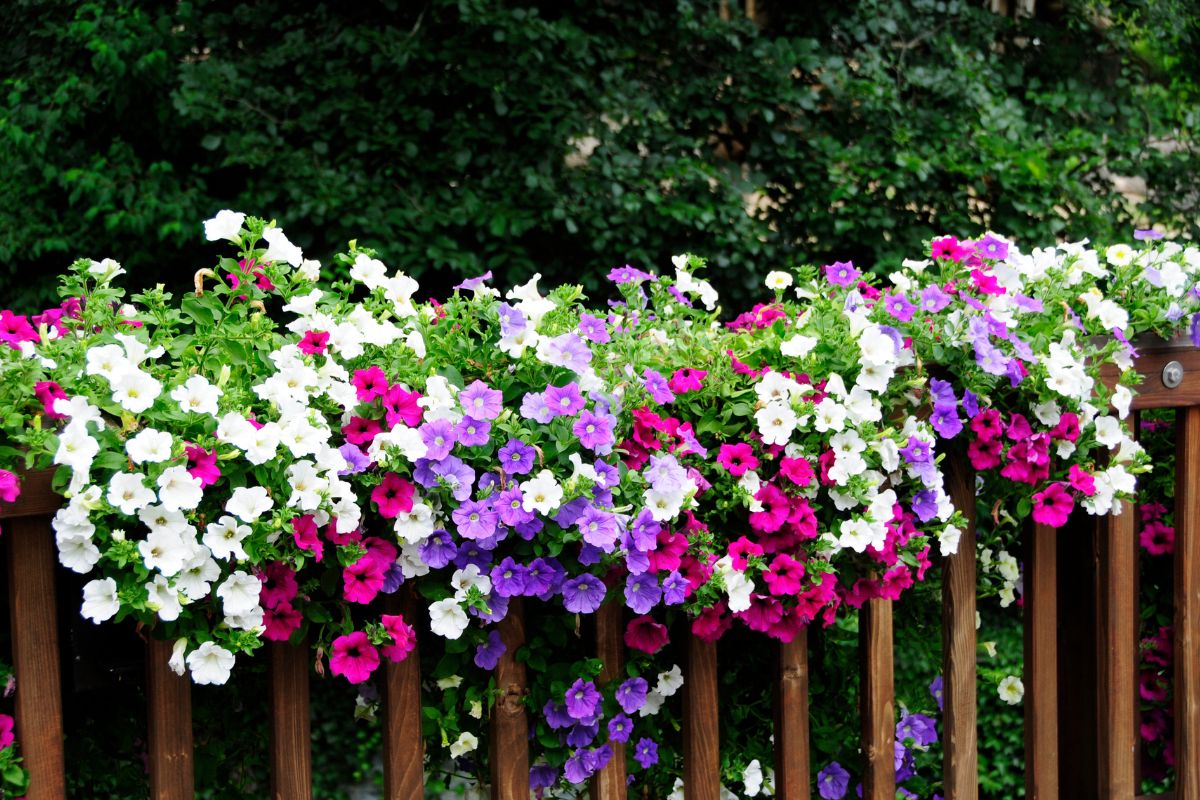 fiori da piantare per l'estate