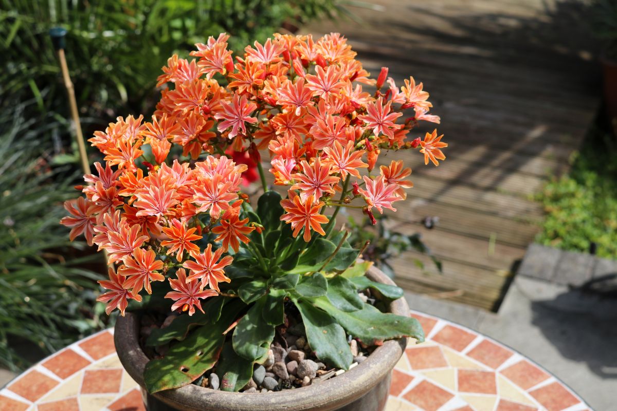 lewisia pianta perenne