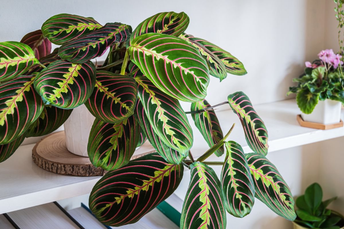 maranta leuconeura