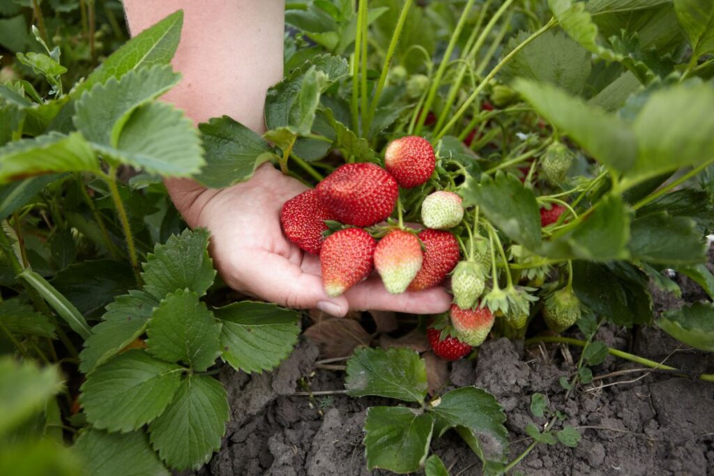 coltivare le fragole dal frutto
