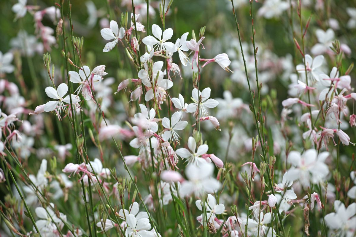 fiori per l'estate