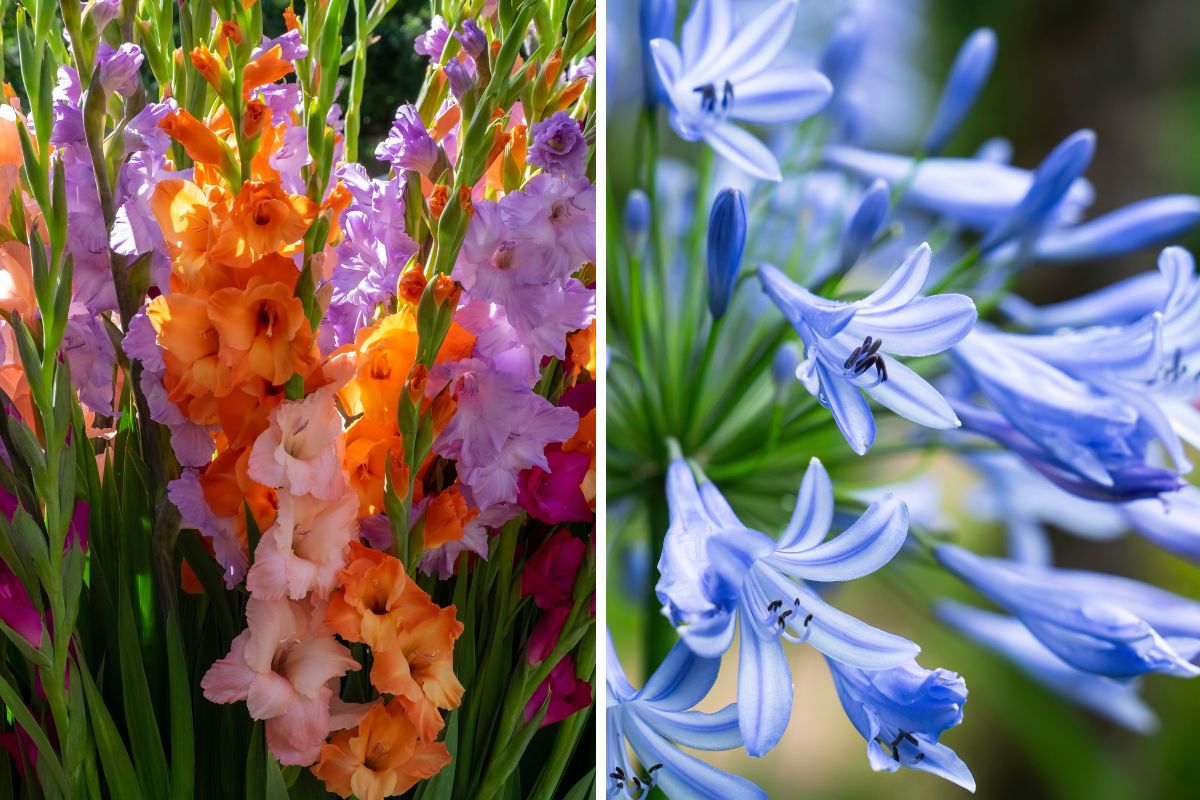 bulbi ad aprile per giardino fiorito 