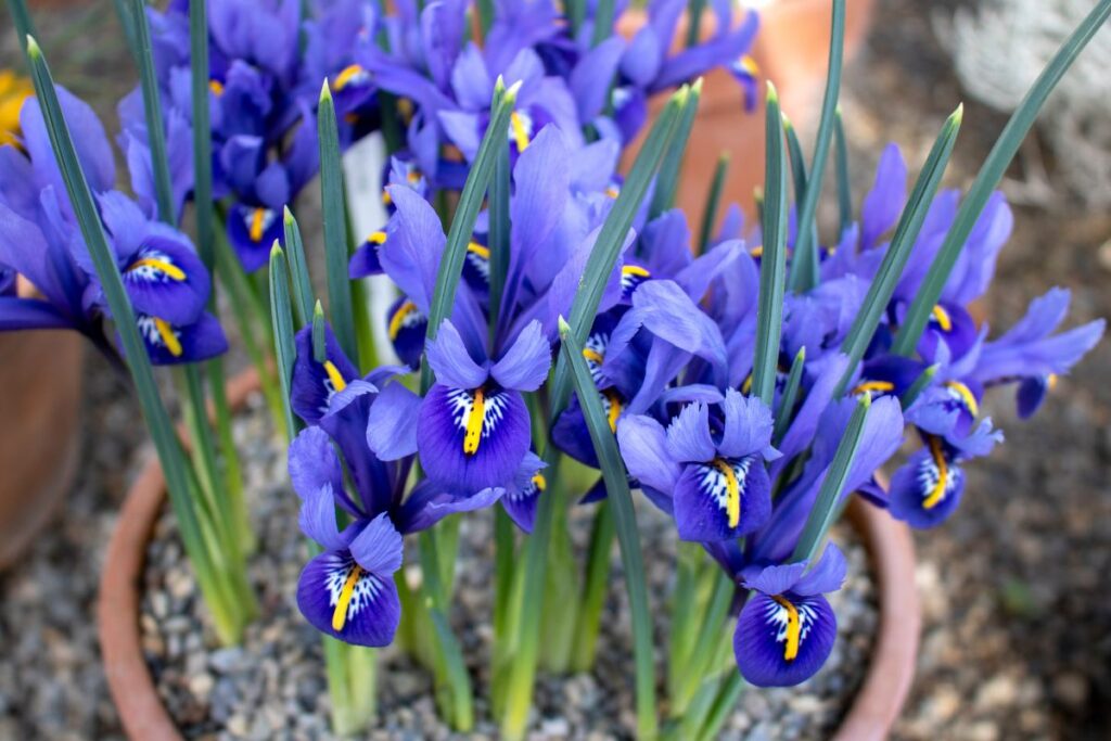 coltivare iris sul balcone