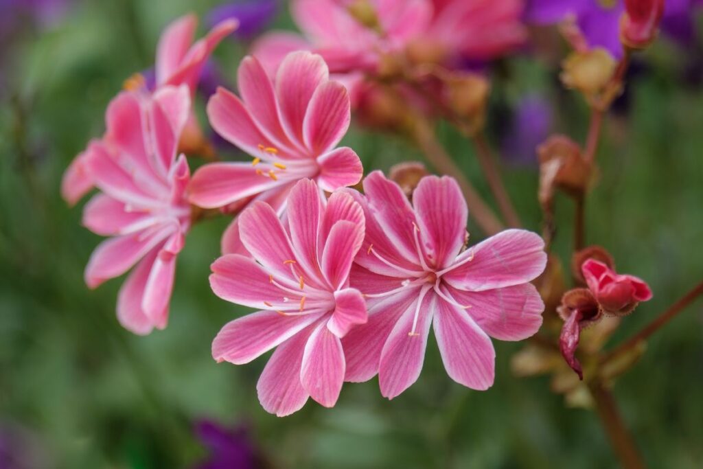 fioritura lewisia