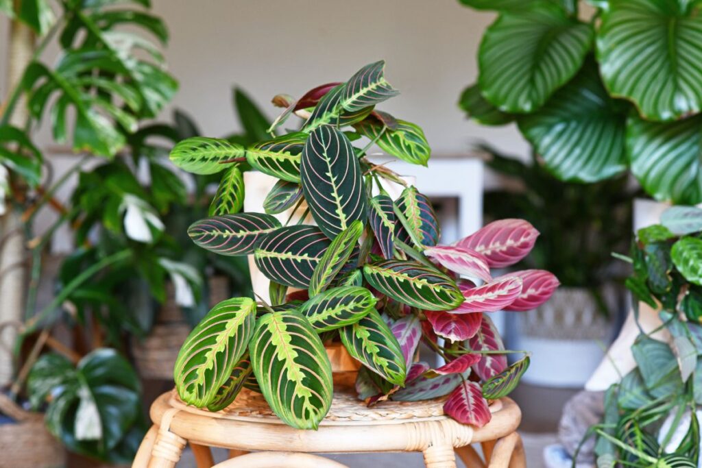 foglie in movimento della maranta leuconeura