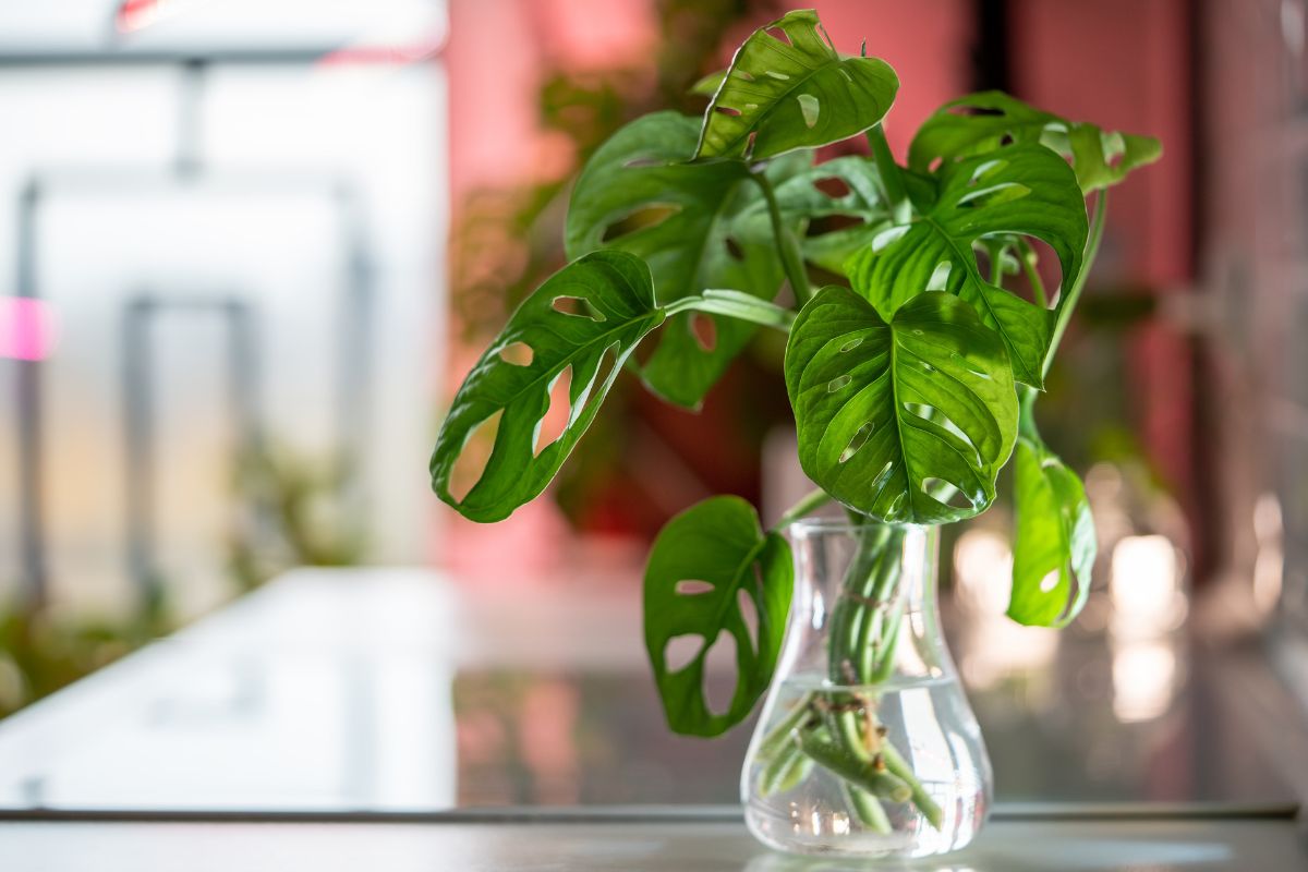 propagazione monstera con talee