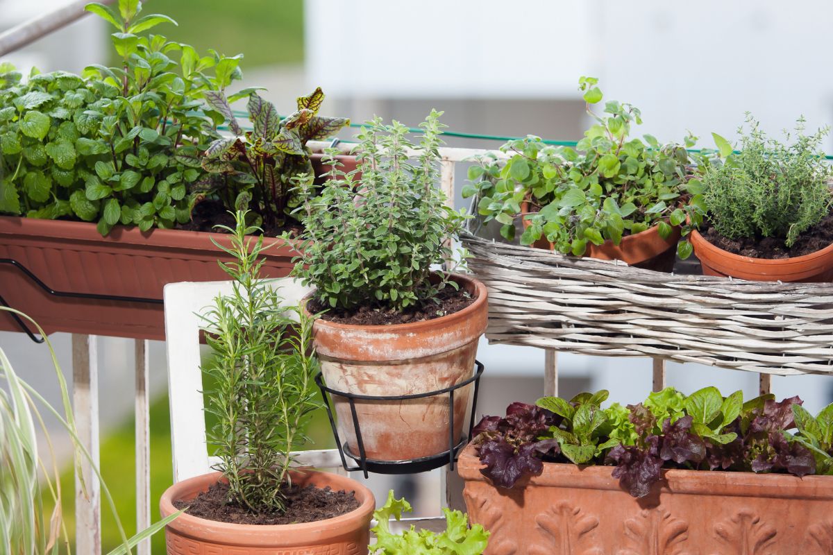creare un orto sul balcone