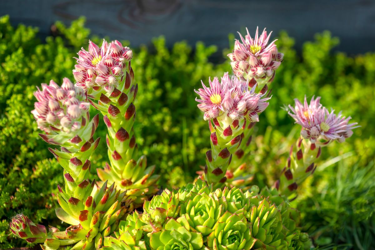 piante succulente tappezzanti
