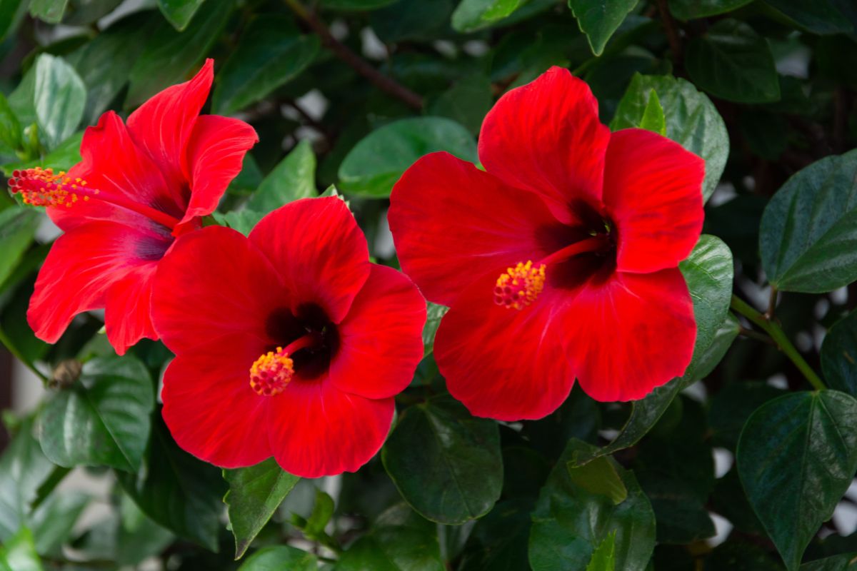 fiori colorati per giardino