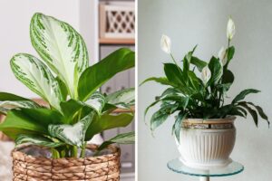 piante che crescono con poca luce