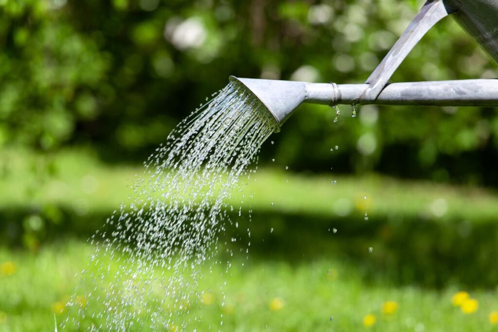 piante resistenti alla siccità