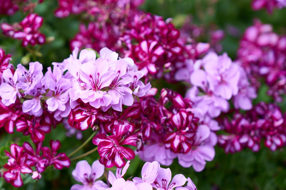 fiori colorati