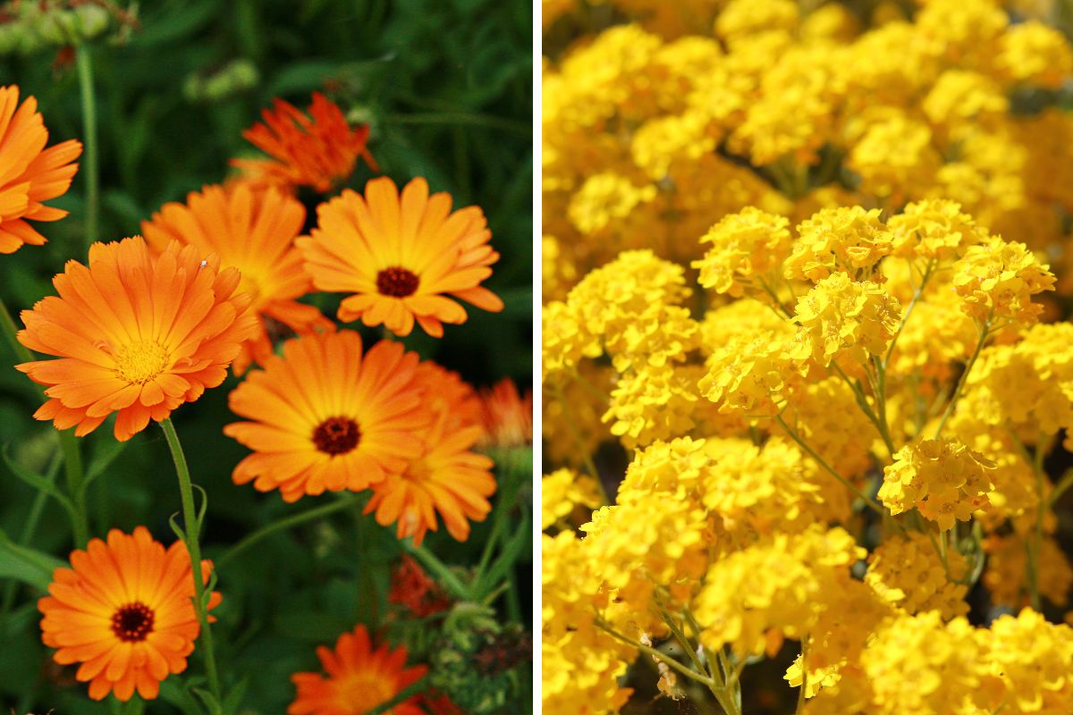 fiori da piantare ad aprile