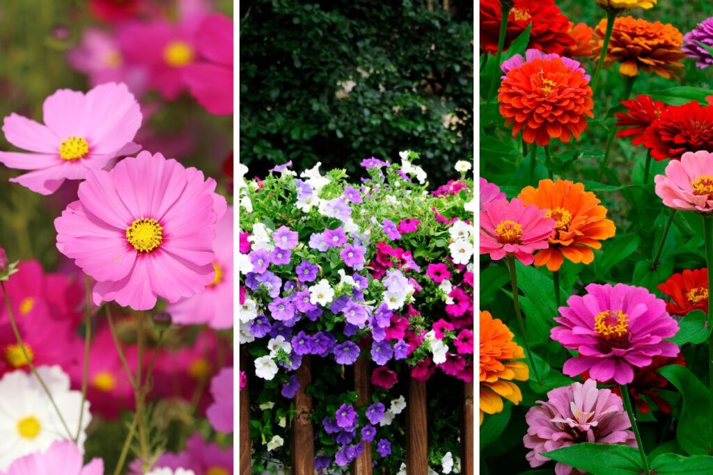 fiori estivi