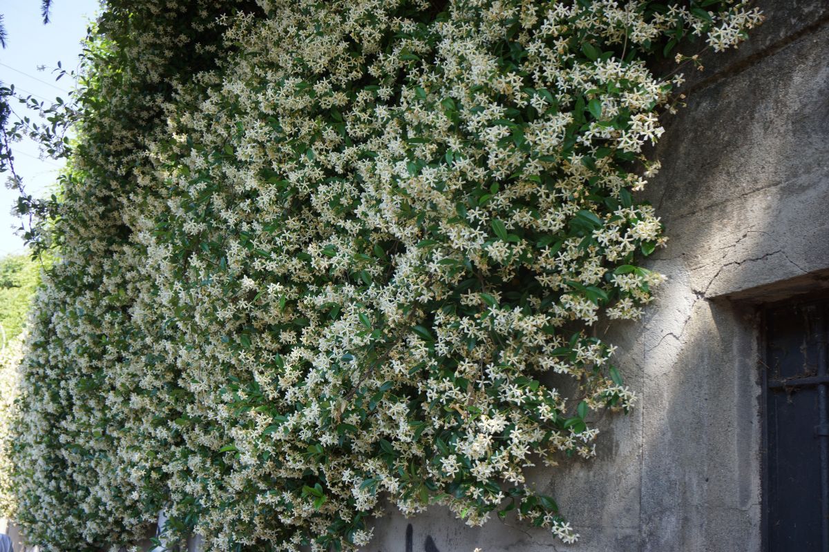 piante rampicanti