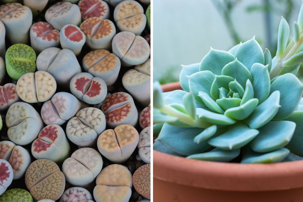 piante succulente da collezione