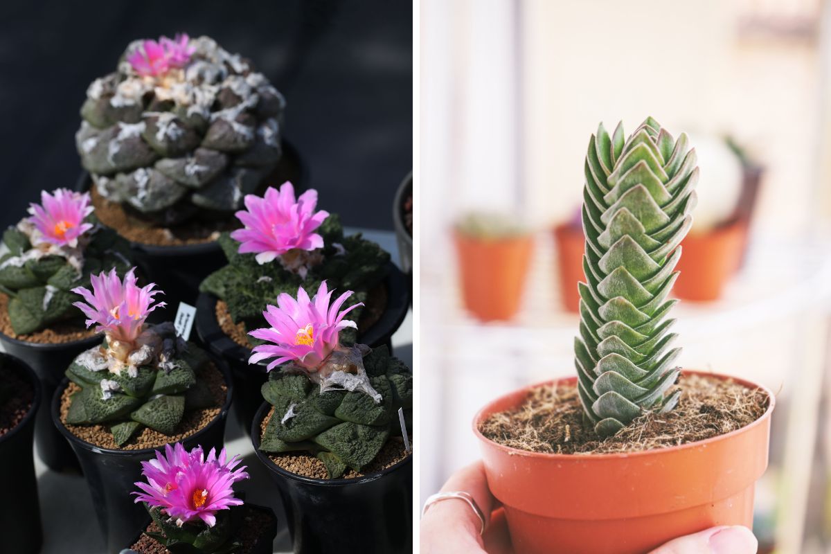 piante succulente colorate