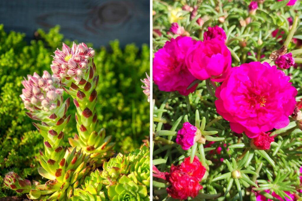 piante succulente tappezzanti