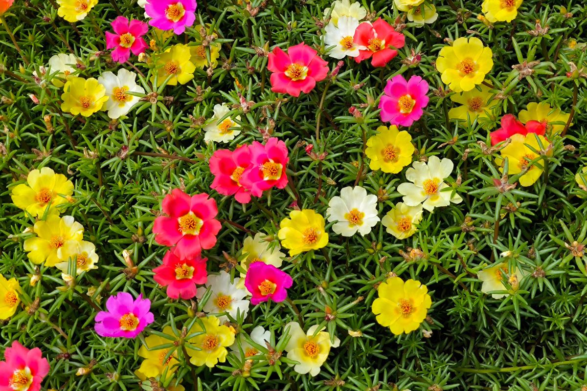 fiori estivi