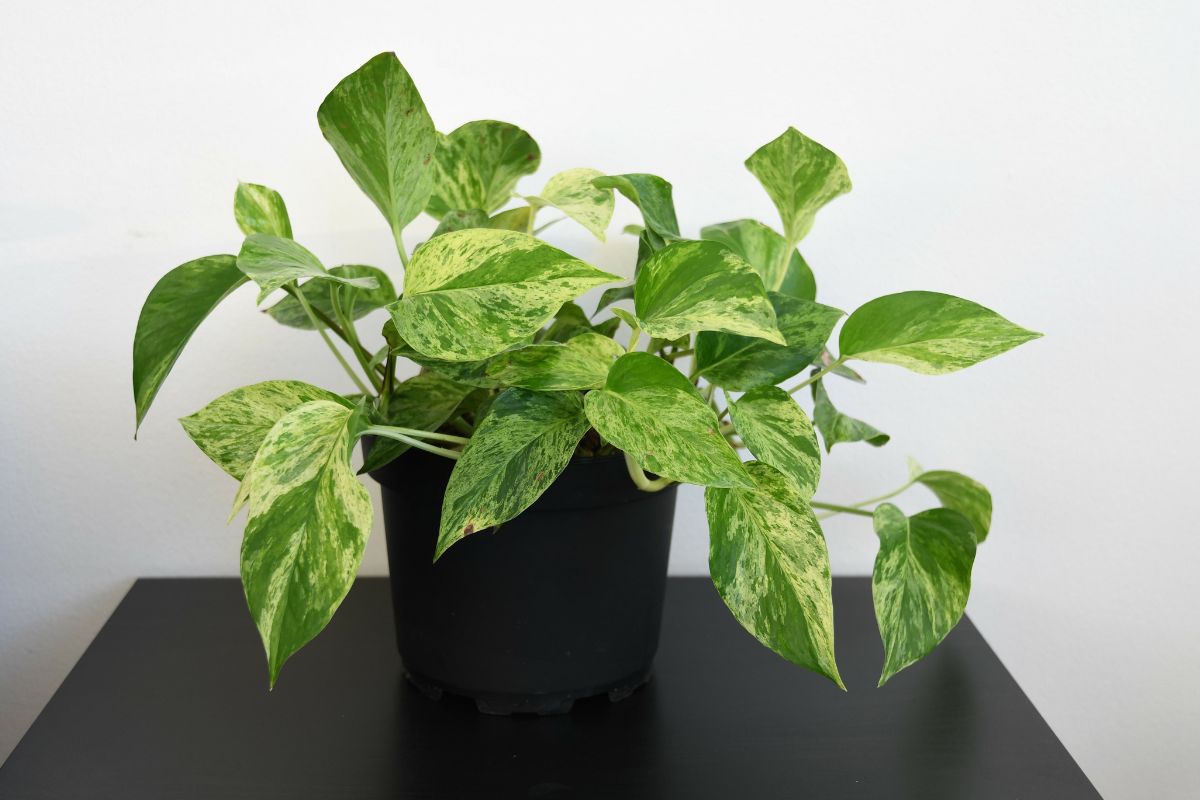 aria purificata con queste piante