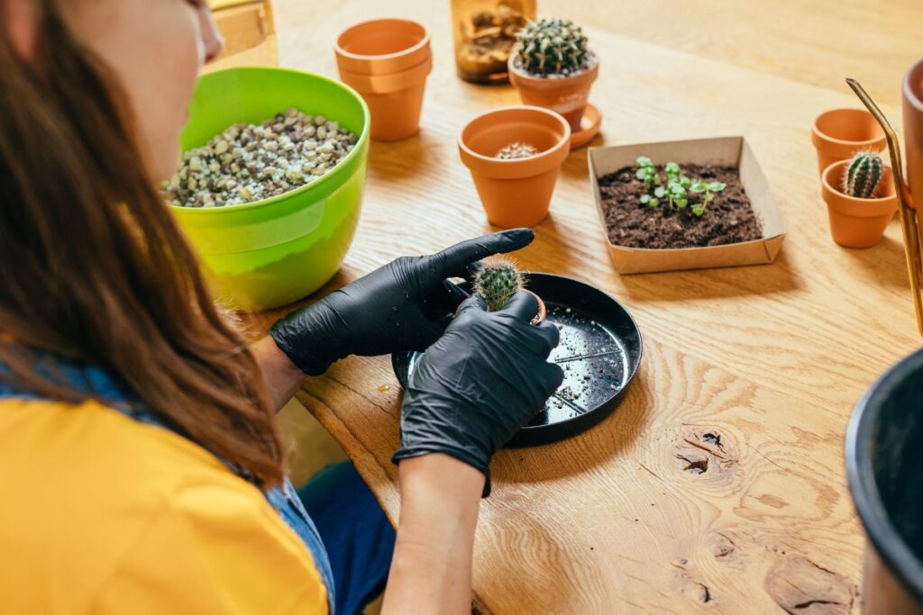 salvare cactus spezzato
