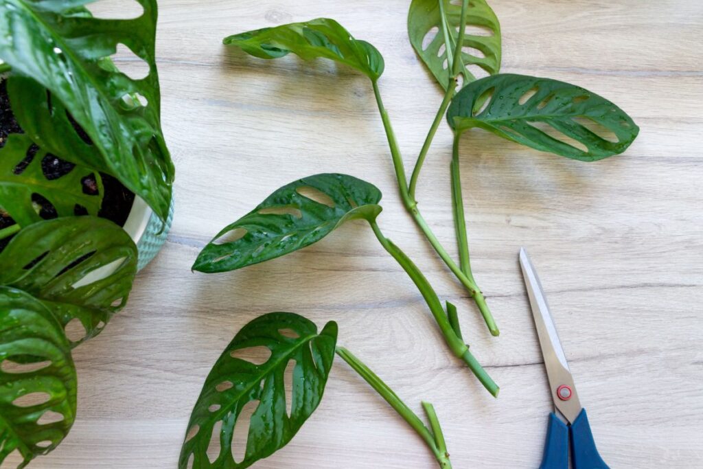 monstera propagazione in primavera