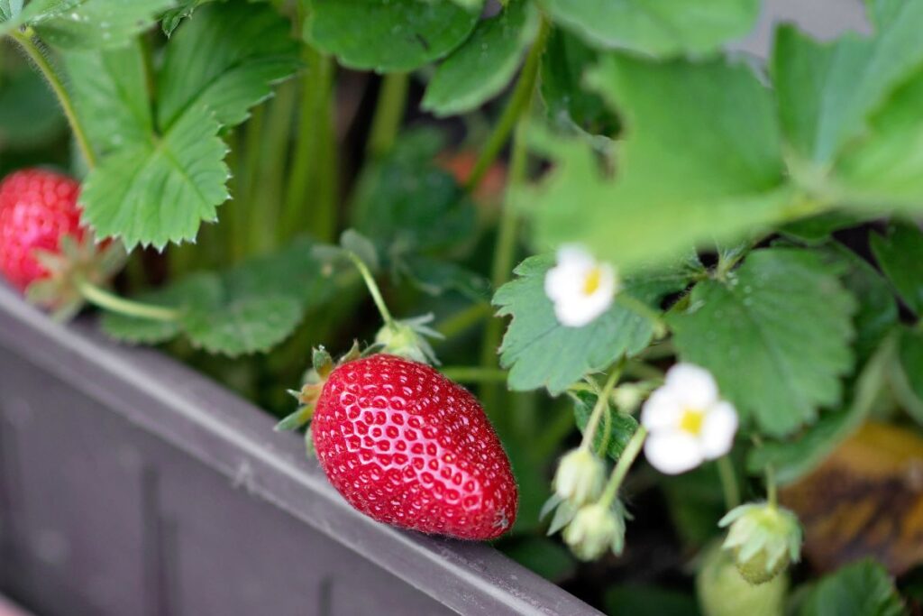 coltivare fragole sul balcone