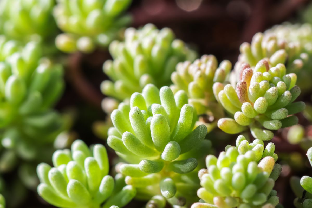 piante succulente tappezzanti