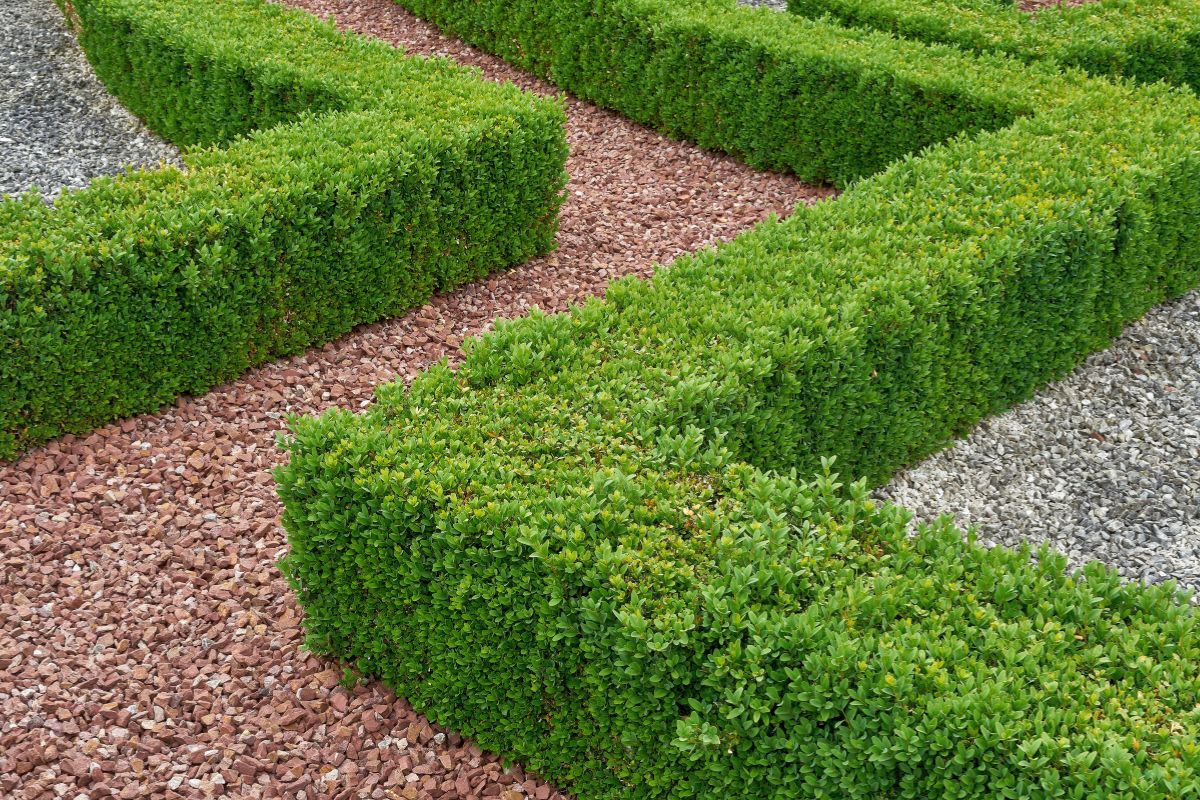 giardino con labirinto di siepi