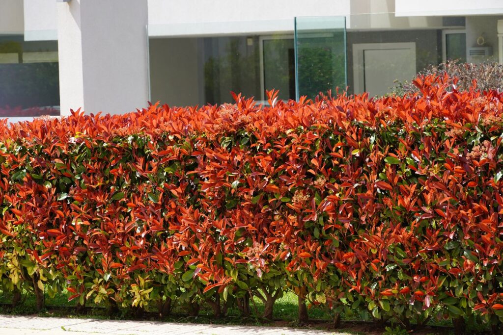 come coltivare la photinia