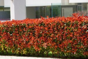 come coltivare la photinia