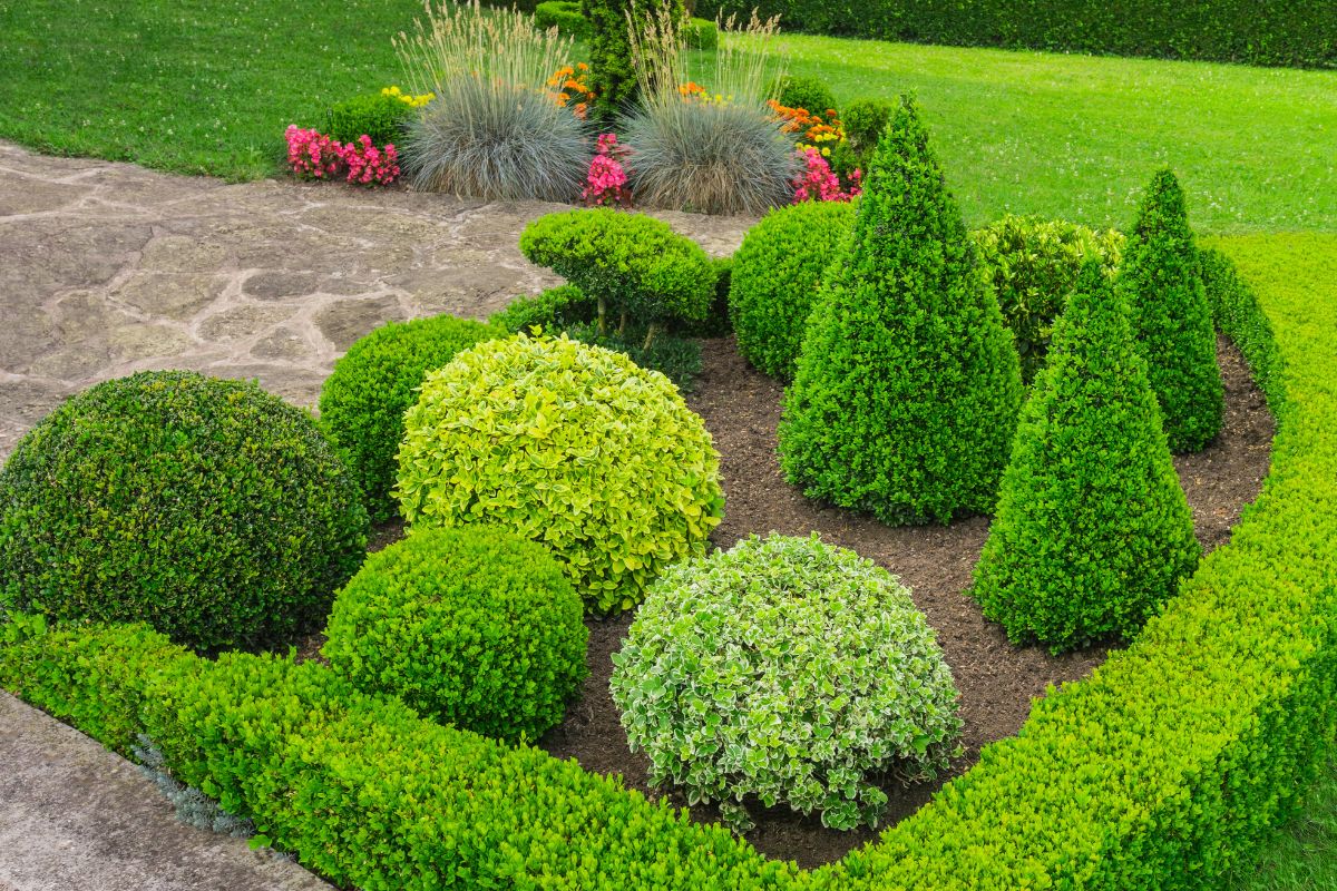 forme geometriche per le siepi