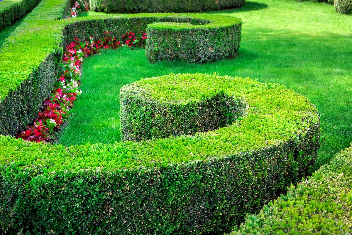giardino con siepi a forma di spirale