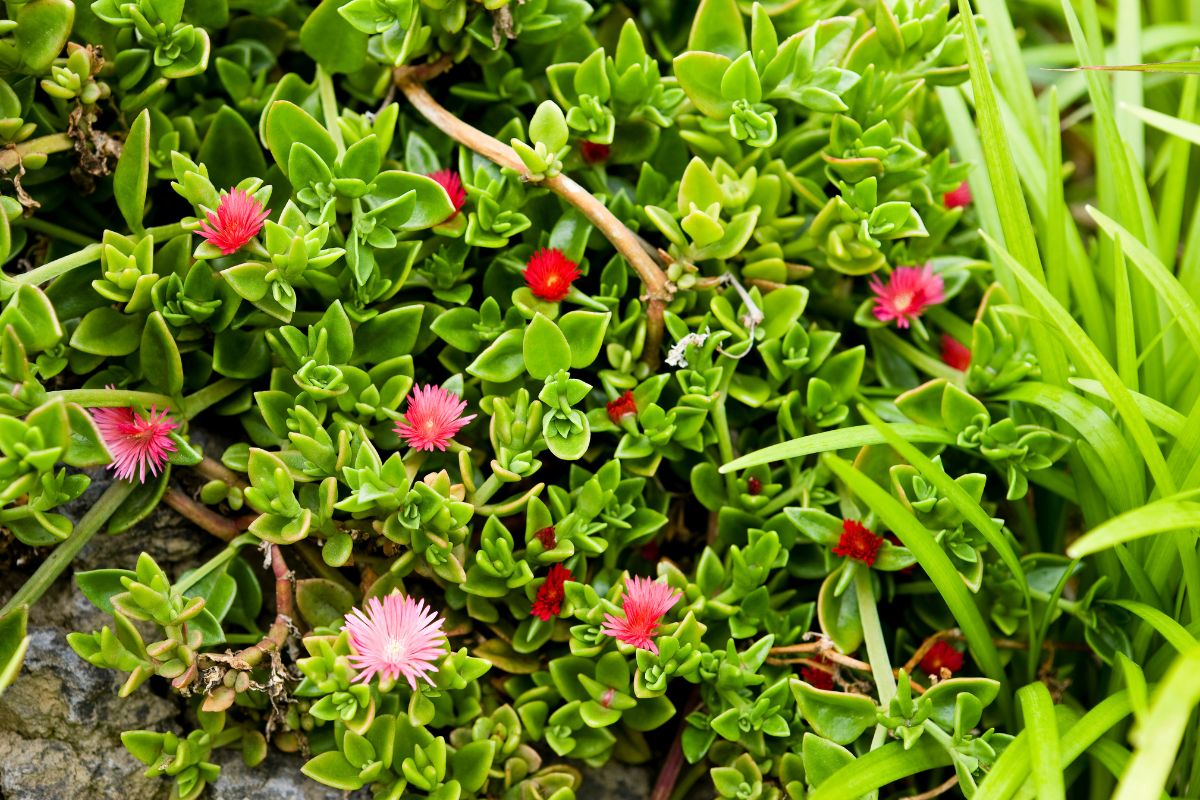 piante succulente tappezzanti per giardino
