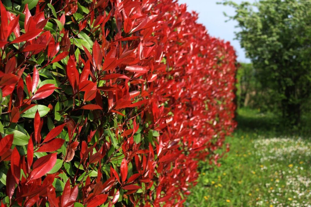 propagazione della photinia