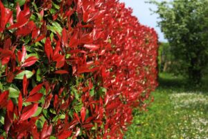 propagazione della photinia