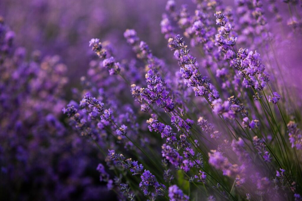 fertilizzare con la lavanda