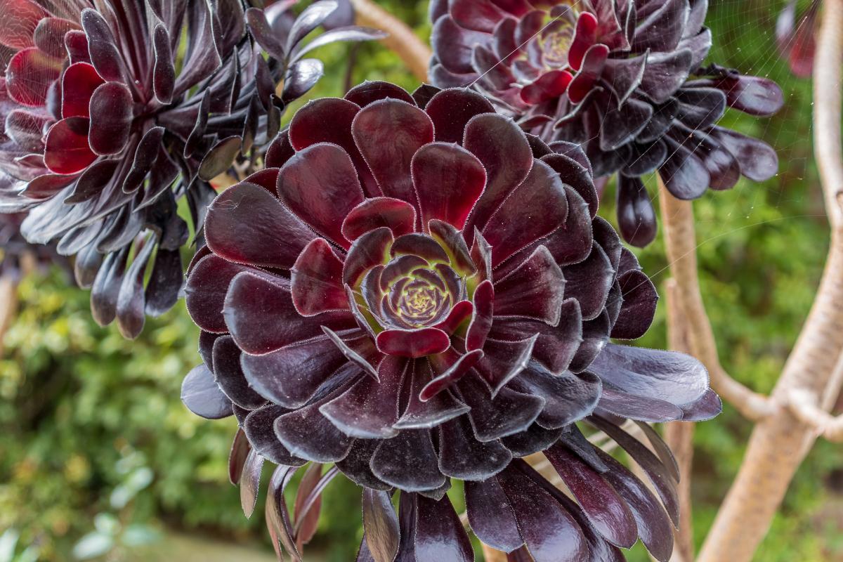 Succulente trasformate dal calore