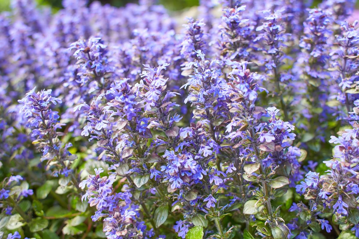 In giardino le migliori tappezzanti contro le erbacce