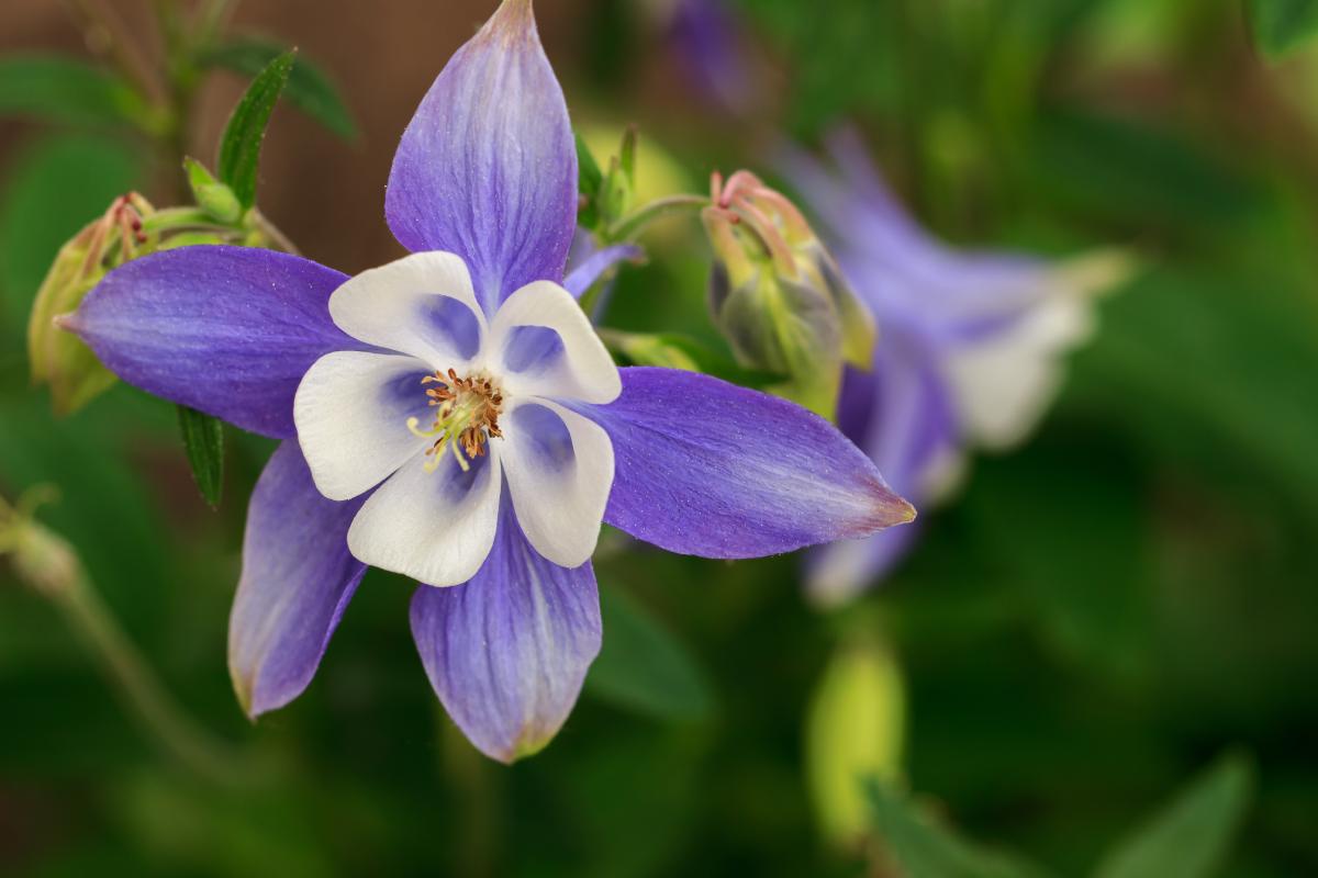 Piante perenni che danno fiori senza sforzo
