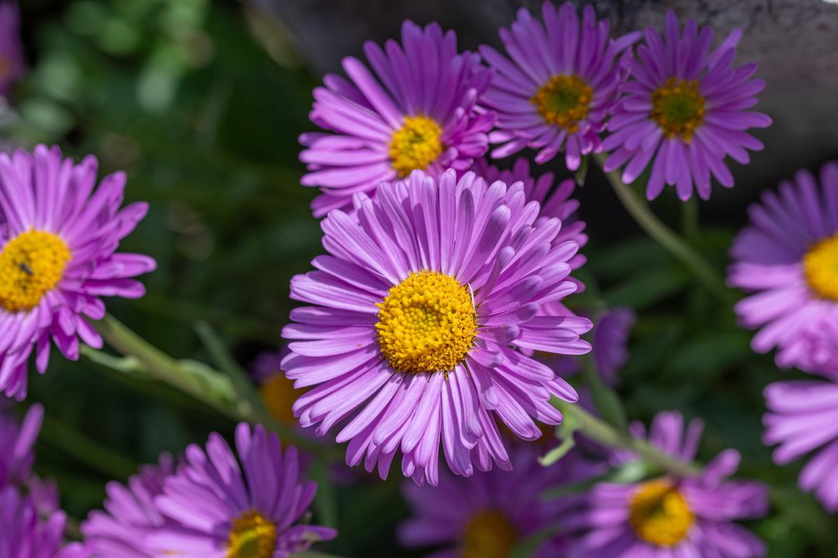 Painte perenni che fioriscono annualmente senza fatica