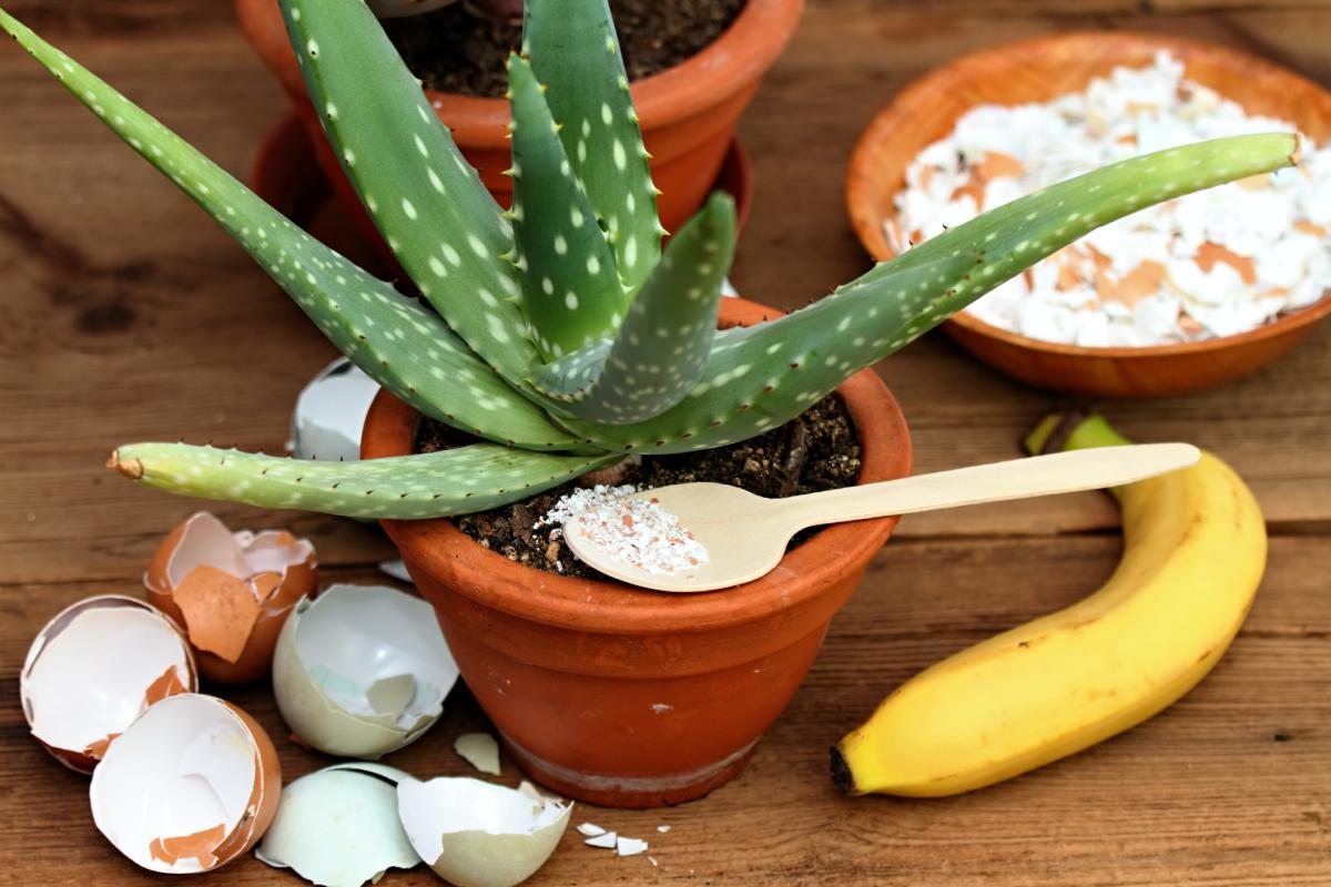 5 fertilizzanti naturali per le piante