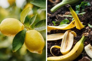 Le bucce di limone come concime